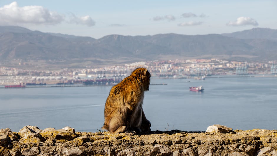 Comprehensive Guide to Scrapyards in Gibraltar: Recycling & - scrapyards in gibraltar
